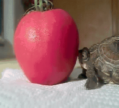 乌龟  这样  吃番茄   咬到