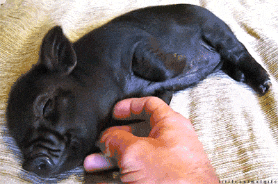 小黑猪 睡觉 可爱 绕痒痒 享受