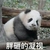 熊猫 胖砸的凝视 可爱 萌萌哒 搞笑