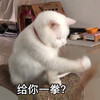 萌宠 猫星人 给你一拳 凶巴巴 呆萌 可爱