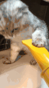 喵星人 猫咪 卖萌