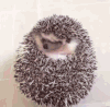 宠物 棉袄 搞笑 萌 gif