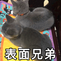 表面兄弟 猫