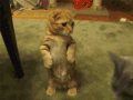 萌宠 喵星人 猫 蠢萌