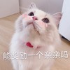 萌宠 猫星人 能奖励一个亲亲吗 期待 呆萌 可爱