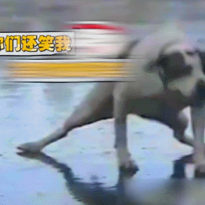 汪星人 狗狗 可愛 萌寵 狗