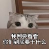 萌宠 猫星人 我倒要看看 你们到底要干什么 呆萌 可爱