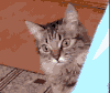 猫咪 眼神 藏起来 可爱