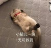 萌宠 汪星人 翘二郎腿 小腿一绕 呆萌 搞怪