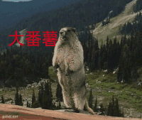大番署 可爱 萌呆了
