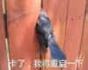 搞笑 蠢萌 魔性 逗比 沙雕