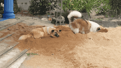 小狗 刨坑 躺着 泥堆