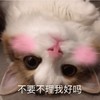 萌宠 猫星人 不要不理我好吗 害羞 呆萌 可爱