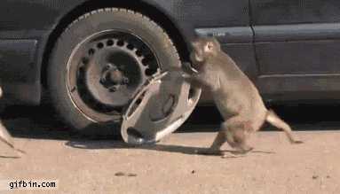 福特  猴子  跑动  汽车