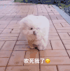 萌宠 汪星人 吹死我了 难受 呆萌 逗