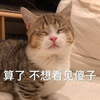 萌宠 猫星人 算了 不想看见傻子 搞怪 呆萌