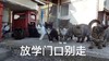 萌宠 猫星人 放学门口别走 站住 呆萌 可爱