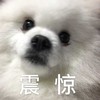 萌宠 汪星人 震惊 惊呆了 呆萌 可爱