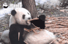 熊猫 国宝 可爱 吃竹子