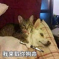 猫咪 狗狗 铃铛 我来娶你狗命