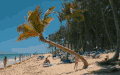 多米尼加共和国 椰子树 纪录片 蓝天 蓬塔卡纳 风景