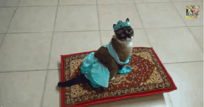 吸尘机 猫咪 地毯 搞笑