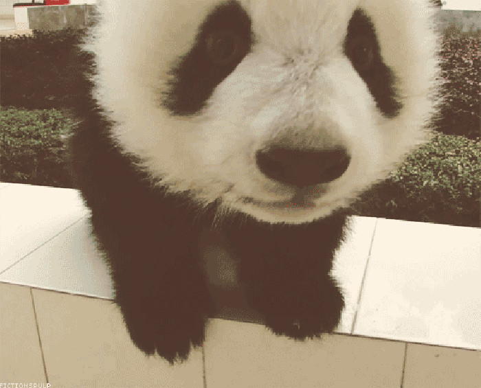 熊猫 国宝 毛茸茸 可爱