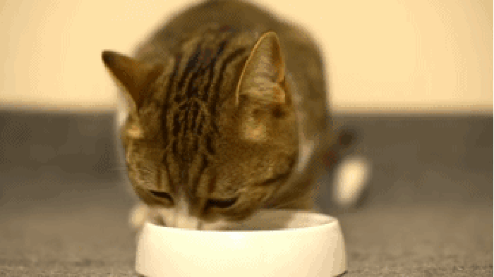 猫猫 杯子 可爱 吃货
