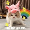 萌宠 喵星人 猪仔男孩 闪亮登场 搞怪 逗