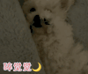萌宠 汪星人 睡觉了 我好困 憨憨 可爱