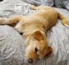 萌宠 汪星人 瘫了 累坏了 不想动 搞怪 逗
