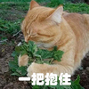 喵星人 吸毒 一把 抱住