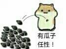 有瓜子任性 卖萌 可爱 松鼠