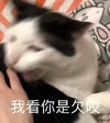 萌宠 喵星人 我看你是欠咬 欠揍 呆萌 可爱