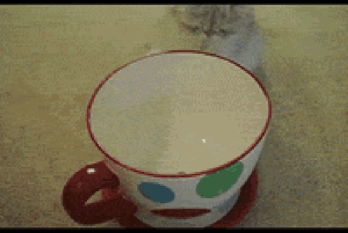 猫咪 水杯 跳进 茶杯猫