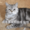 猫咪 趴着 有本事来打我 废物
