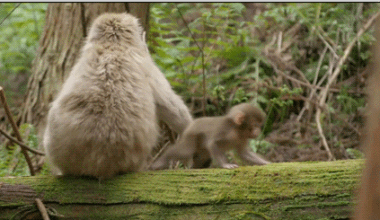 猴子 猴宝宝 背影 山林