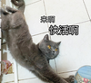 萌宠 喵星人 来啊 快活啊 呆萌 可爱