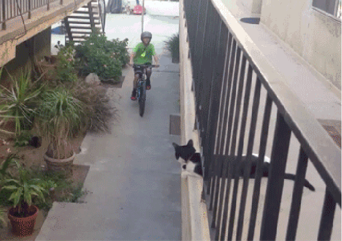 小猫 拍手 自行车 摇尾巴