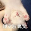 萌宠 猫星人 睡觉啦 晚安 搞怪 逗
