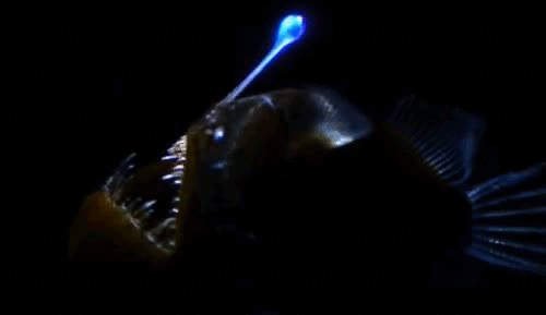 生物 鳍类  鱼 灯笼鱼