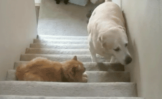 猫咪 狗狗 上楼 搞笑