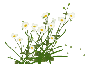 花 漂亮 白色 绿色