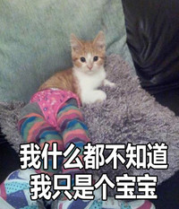 猫咪 趴着 可爱 我什么都 不知道 我只是个宝宝