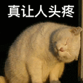 猫 头疼