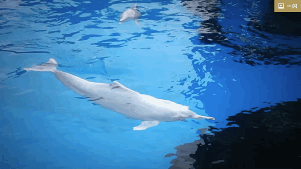 海洋 海豚 游泳 一起玩耍