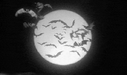 黑白 蝙蝠 飞行 月亮