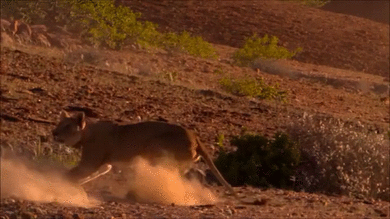长颈鹿 狮子 对抗 打架 激烈 草原 giraffe