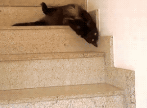 猫咪gif 下台阶gif 太懒了gif