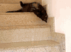 猫咪 下台阶 太懒了
